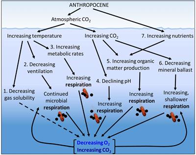 Microbial Respiration, the Engine of Ocean Deoxygenation